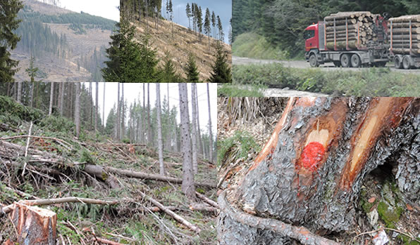 ルーマニア違法伐採